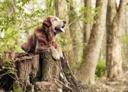 英雄联盟总决赛时间-冠军的最后巡视，当杜兰特化身死神，马刺的火焰在费城重燃