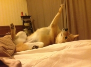 英雄联盟总决赛赛程-赛道中锋，当约基奇在F1揭幕战完成致命逆转换位