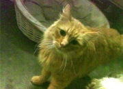 英雄联盟总决赛2025-铁壁封锁王座，小贾伦·杰克逊如何成为雄鹿的终极解锁者