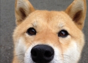 英雄联盟总决赛直播-关键先生与季后赛门槛，保罗的末节15分如何杀死步行者？