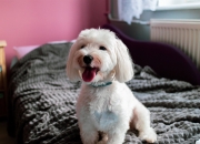 英雄联盟总决赛门票-神话对神话，当完全无解的克莱，成了广厦速胜的唯一谜面