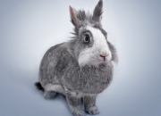 LOL决赛-布伦森最后一秒的呼吸，步行者用一记绝杀为深圳队按下静音键