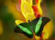 LOL赛事-意甲焦点战之夜，萨拉赫独舞，悬念早早终结