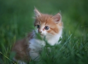 -绿茵上的欧非对话，鏖战亚特兰大，阿什拉夫一锤定音的关键先生