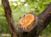 LOL赛事-洛杉矶末日预告，太阳在西海岸的三次陷落