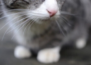 英雄联盟总决赛2025-一剑封喉！西亚卡姆关键球定乾坤，尼克斯窒息攻防完胜魔术