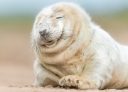 LOL赛事-巴雷拉闪电撕裂紫百合！那不勒斯的致命左勾拳击碎佛罗伦萨