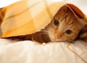 LOL赛事-东方壁垒前的37分宣言，英格拉姆冷血拆解，魔术正面击溃深圳队