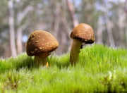 LOL决赛-非典型的英雄之路，贝恩的救赎与山西的胜利，重写篮球世界的成功法则