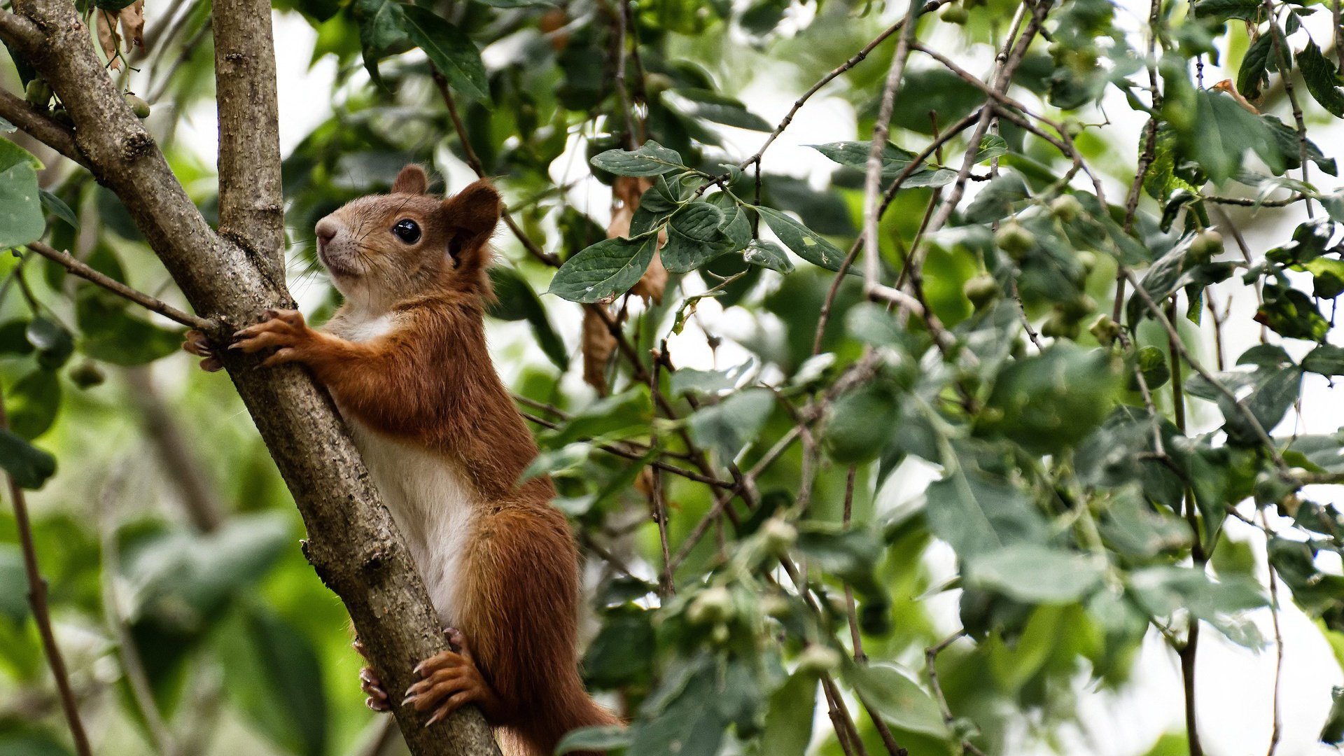 绿茵神盾破北非谜题,巴斯托尼于风暴眼中雕刻胜利