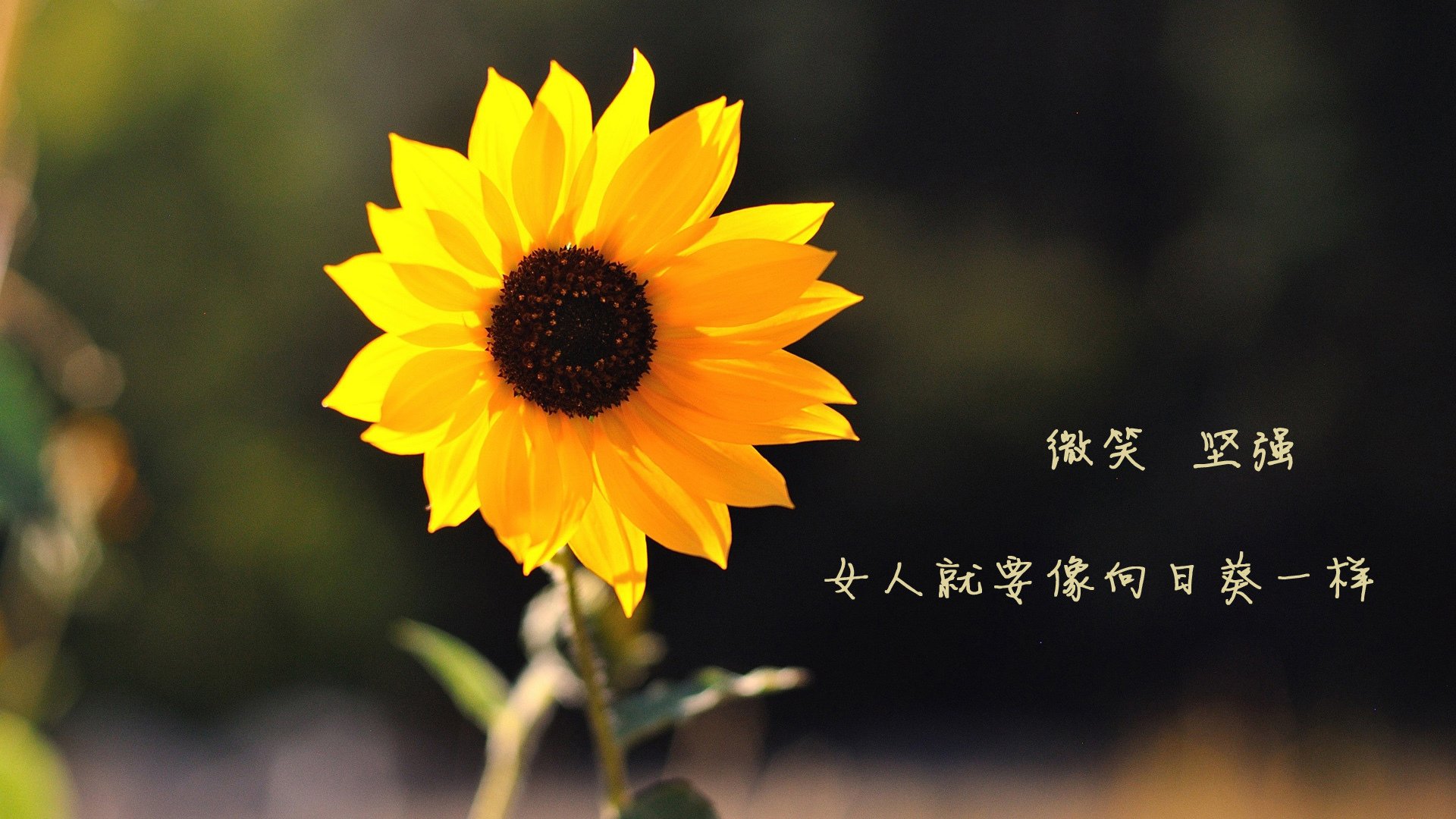 安第斯山麓的闪电,罗德里戈用一脚重炮,击碎委内瑞拉与玻利维亚的百年鏖战