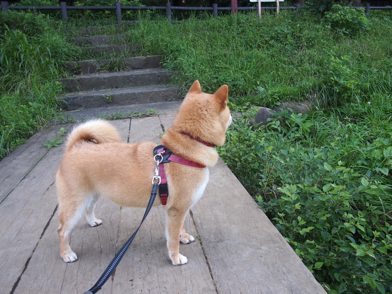 法式浪漫击碎德式铁壁,里昂的欧冠争冠启示录