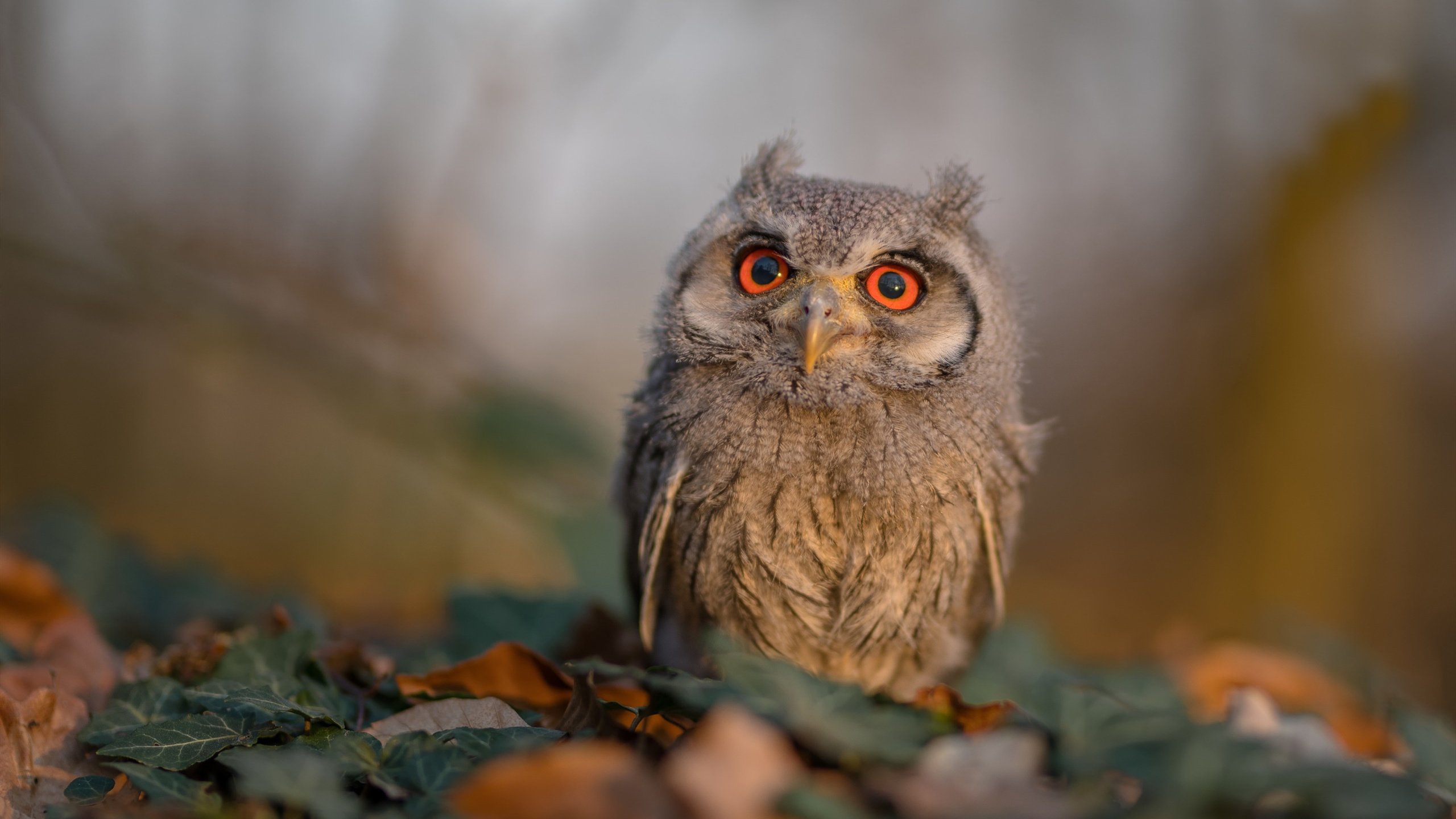 迟来的蓝月，阿圭罗绝境救赎，摩洛哥加时鏖战斩落哥斯达黎加