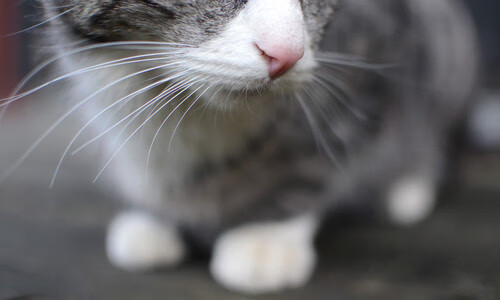 一剑封喉!西亚卡姆关键球定乾坤,尼克斯窒息攻防完胜魔术