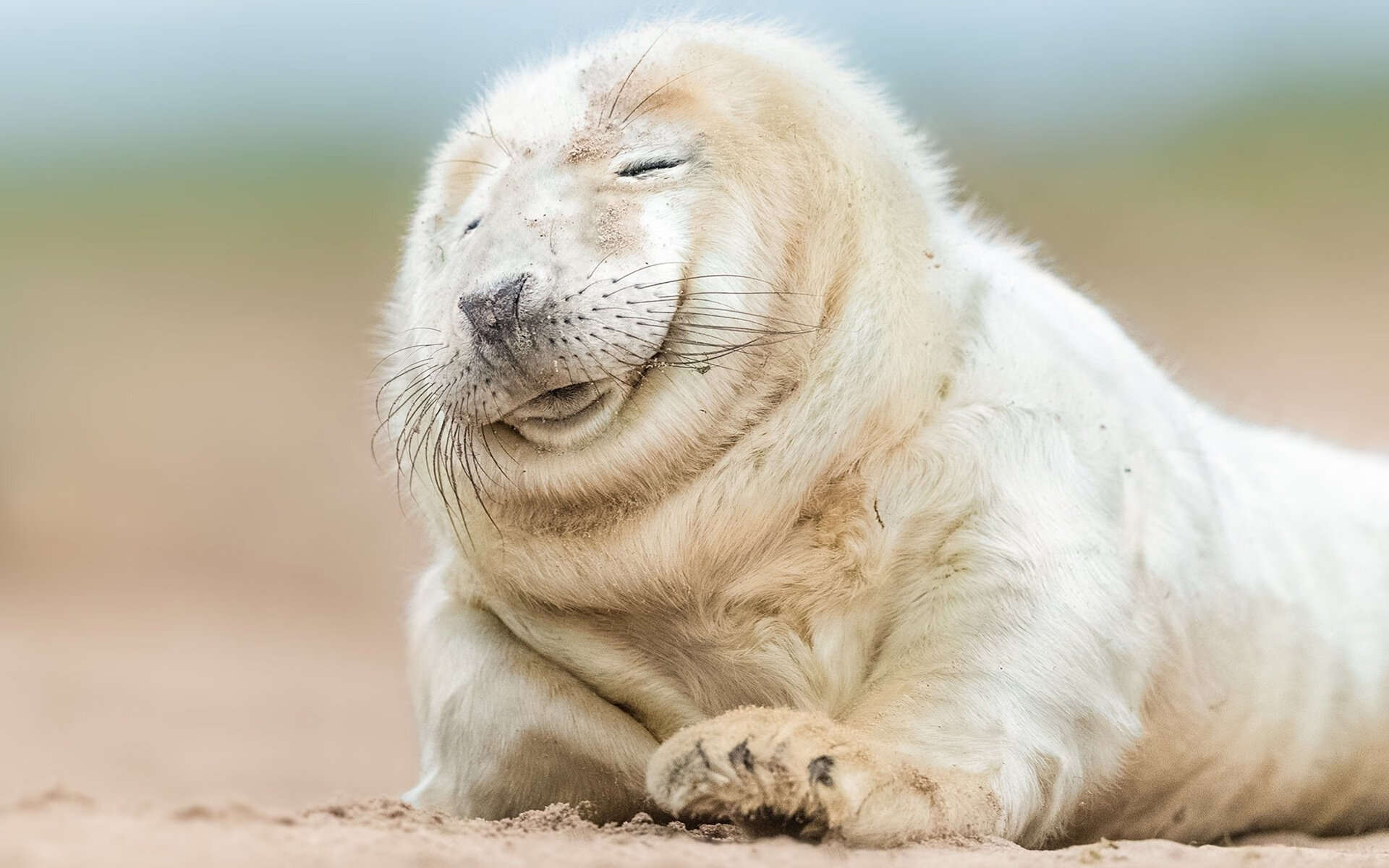 巴雷拉闪电撕裂紫百合！那不勒斯的致命左勾拳击碎佛罗伦萨