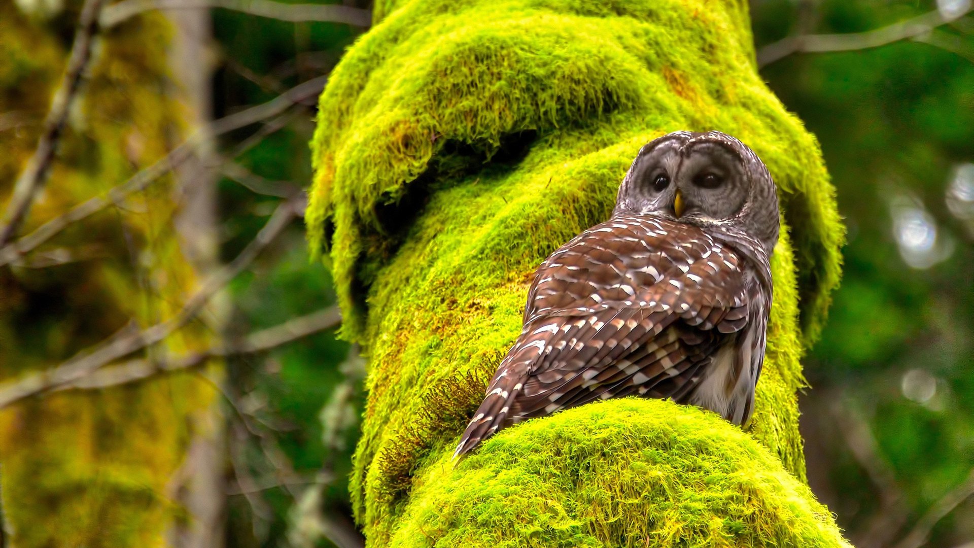 当绿色风暴遭遇蓝色叹息，加维用魔法肢解拉齐奥防线