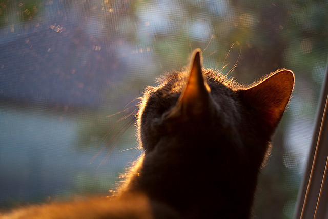 悬疑大师的终场魔术，当切特用一记封盖锁死所有可能
