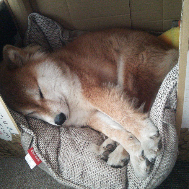 伊布化身关键先生，澳大利亚奇迹般狂胜西班牙